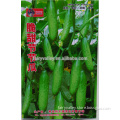 Chinese Vegetable Seeds Cucumber Seeds-Clusters Of Crisp Green